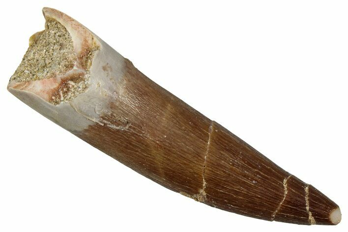 Fossil Plesiosaur (Zarafasaura) Tooth - Morocco #354717